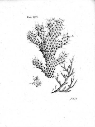 Plate XXXI