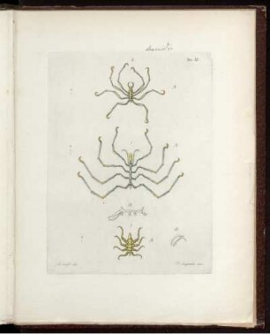 Tav. III.