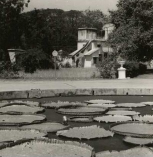 Madras, Indien. Bassin mit Indischer Seerose (Euryale ferox)