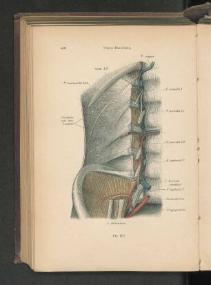Fig. 362. Hintere Bauchwand.