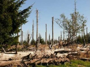 abgestorbene Nadelbäume im Nationalpark Hochharz am Brocken