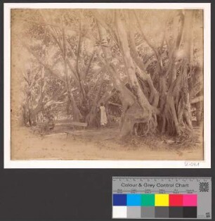 Roundary of massive ficus trees in the Parc of Essaie in Algiers