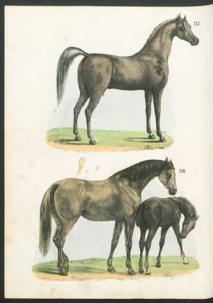 Tafel: [Fig. 123.-126.]