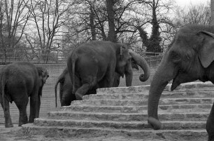 Verbesserung der Ausstattung im Freigehege der Elefanten im Karlsruher Zoo