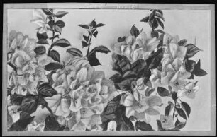 The Bouganvillea Vine