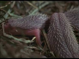 Paarung und Jungenaufzucht beim Igel (Erinaceus europaeus)