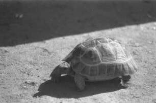 Schildkröte : Nahaufnahme einer Schildkröte