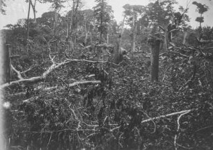 Vegetation im Urwald : Die Vegetation des tropischen Urwalds