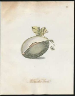 Melon dur brodé