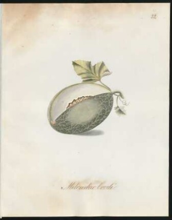 Melon dur brodé