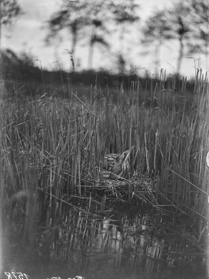 Rohrdommel : Rohrdommel (Botaurus stellaris Linnaeus) auf dem Nest.