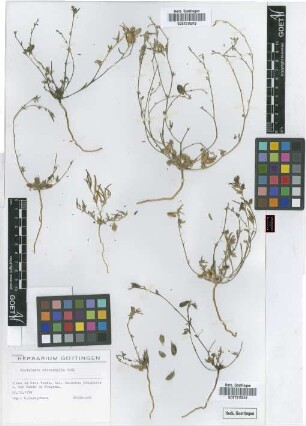Crotalaria microphylla M.Vahl
