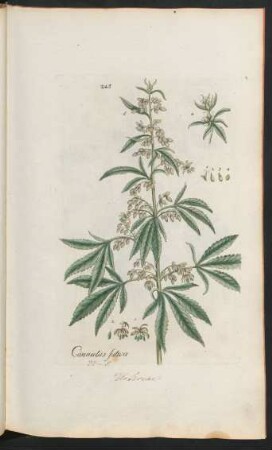 245. Cannabis sativa