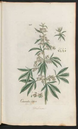 245. Cannabis sativa