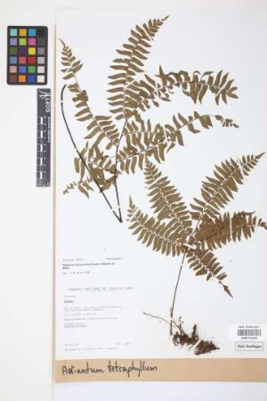 Adiantum tetraphyllum