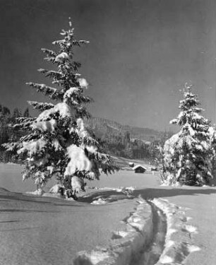 Winterbilder. Tannen im Schnee