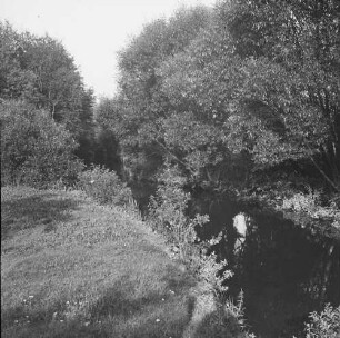Auwald : Flusslandschaft mit Auwald