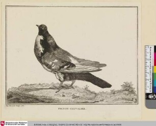 PIGEON CHEVALIER [Strandläufer]