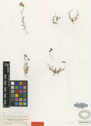 Campanula modesta Schott, Nyman & Kotschy [type]
