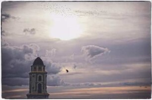 Truthahngeier vor Abendsonne, Trinidad