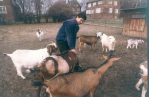 Berlin. Institut für Tierproduktion. Ziegenherde des Institutes mit verschiedenen Rassen, die bevorzugt zur Milch-Fleisch-Wollproduktion geeignet sind