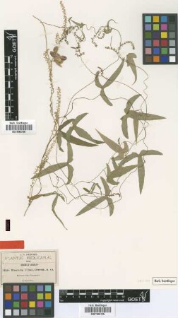 Dioscorea ulinei Greenm. [type]