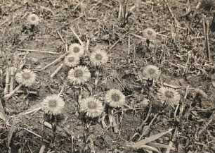 Huflattich (Tussilago farfara) in Blüte