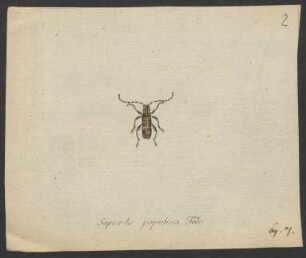 Saperda. nro. 12. Callidium. pag. 172 - 175.