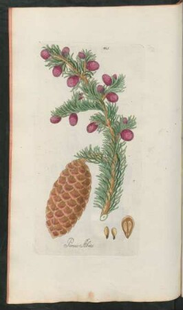 445. Pinus abies