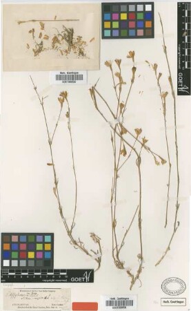 Silene affghanica Rohrb. [type]