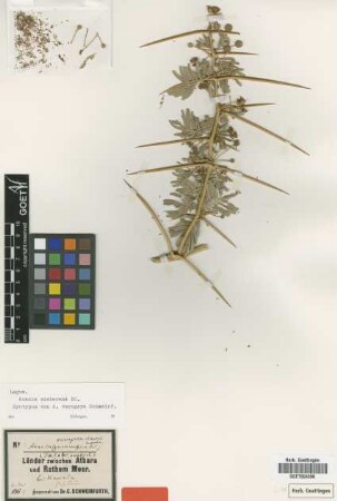Acacia verugera Schweinf. [syntype]