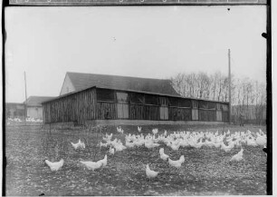 Hühnerfarm; Freilaufende Hühner vor einer Halle