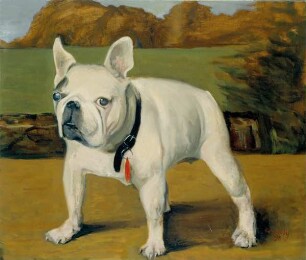 Französische Bulldogge