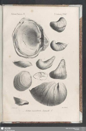 Pl. 487