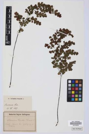 Adiantum capillus-veneris L.