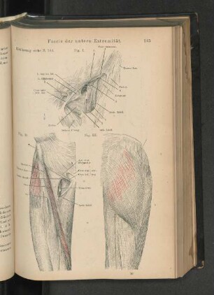 Fascie der untern Extremität.