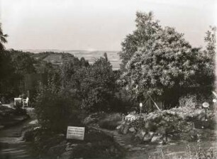 Pflanzengarten auf der Deutschen Bosel in Sörnewitz. Wärme und Trockenheit liebende Pflanzen aus Thüringen und Böhmen. Ansicht mit Edelkastanie (Castanea sativa)