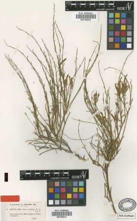 Genista lydia Boiss. [isotype]