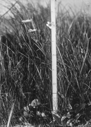 Sumpf-Herzblatt : Sumpf-Herzblatt (Parnassia palustris Linnaeus).