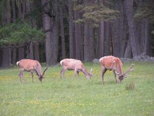 Äsendes Rotwild im schottischen Hochland bei Breamar