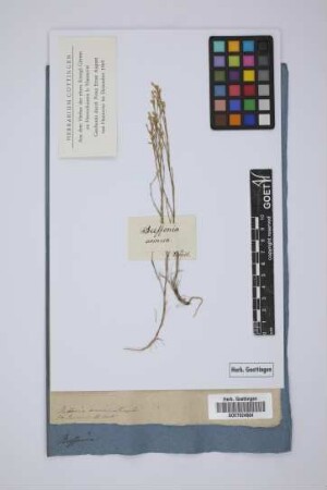Buffonia annua Decand.