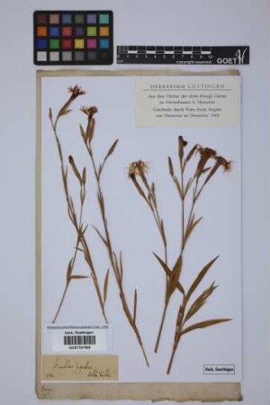 Dianthus superbus superbus L.