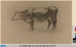 Studie einer Kuh