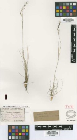 Piptochaetium chaetophorum Griseb. [holotype]