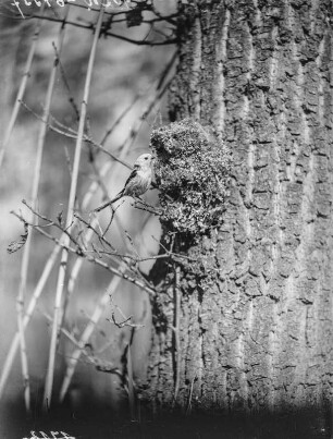 Schwanzmeise : Eine Schwanzmeise (Aegithalos caudatos Linnaeus) am Nest.