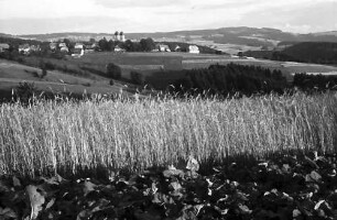 St. Märgen: Kornfeld mit Blick auf St. Märgen