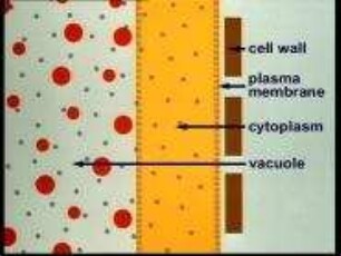 Plasmolysis and Deplasmolysis