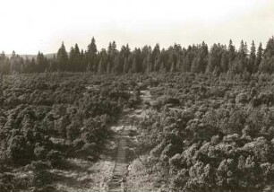 Erzgebirge. Großer Kranichsee nordöstlich von Graßlitz. Krummholzkiefern und Knüppelweg