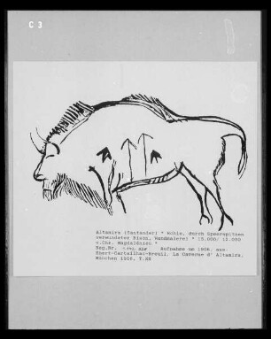 Wandmalerei in der Höhlenwohnung in der Altamira-Höhle: verwundeter Bison