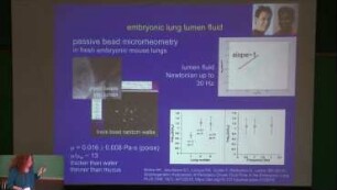 Surprises from modeling lung development